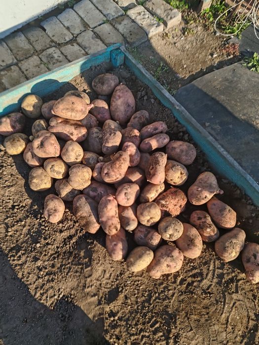 Картофель домашний