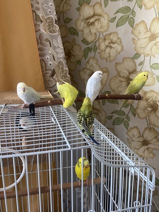 Волнистые попугаи