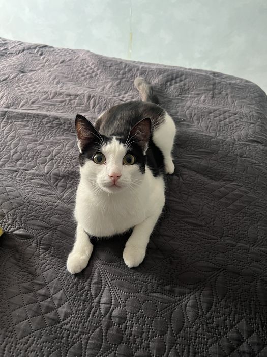 Отдам кота в добрые руки