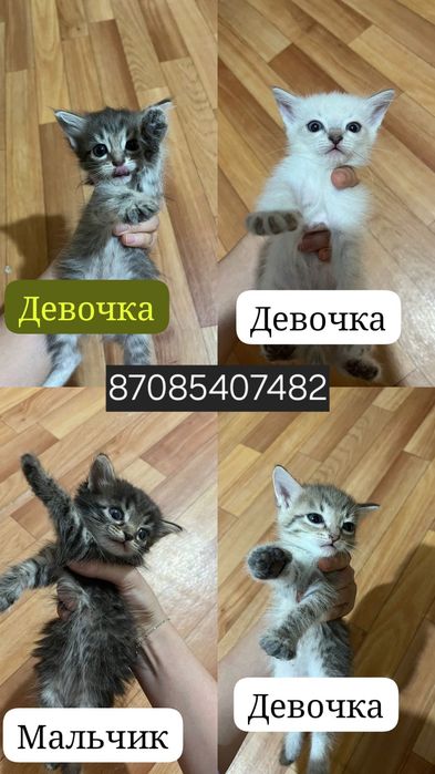 Отдаю котят в хорошие руки.