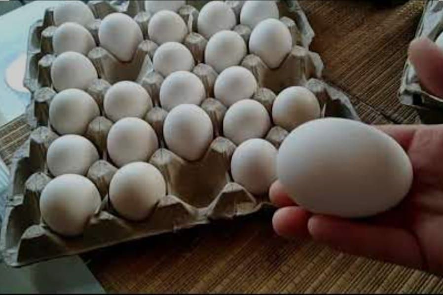 Несушки породы "Леггорн"