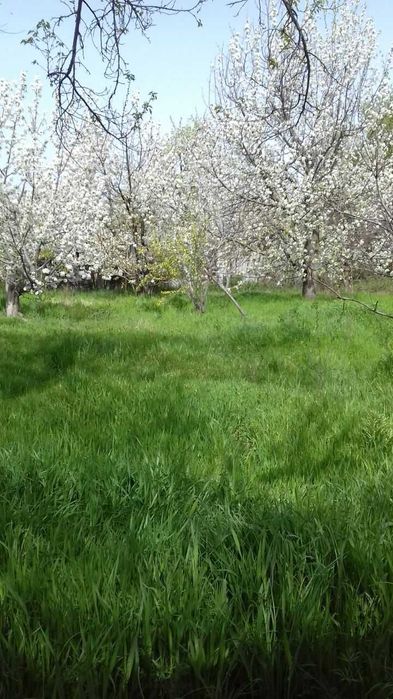 Dala hovli sotiladi. Продаётся дача