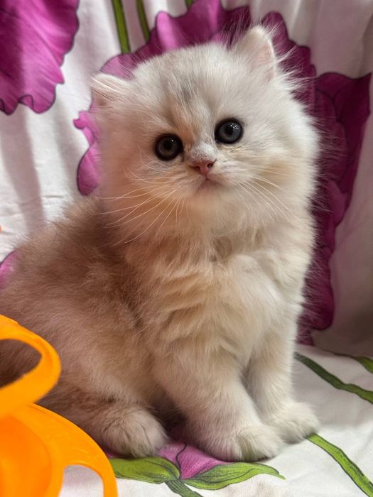 Продаётся котёнок скоттиш страйт!