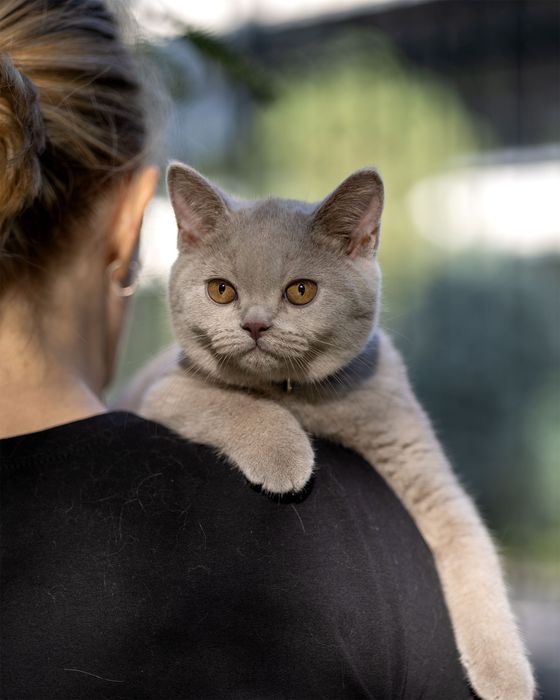 Продаются чистокровные Британцы.