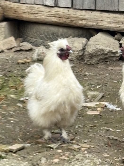 Oua , si cocoși mătase japoneza alba 2024 !