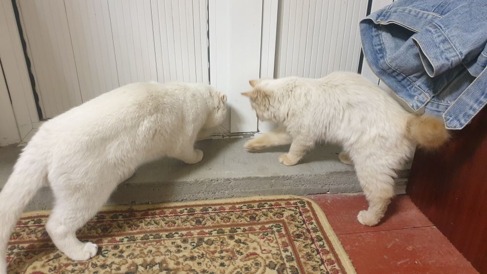 Mushuk 2 ta bor kelishamiz