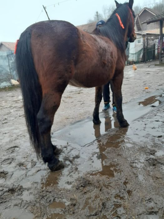 Vand cal 8 ani foarte cuminte