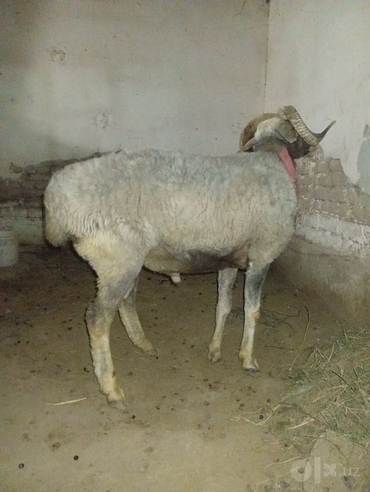 Qo'chqor sotilodi