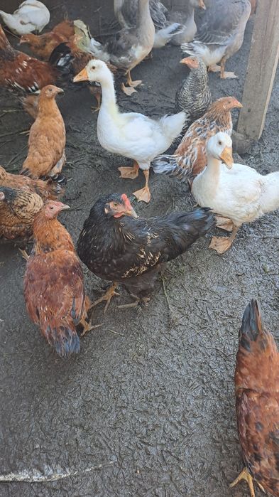 Молодые гуси и петрушки