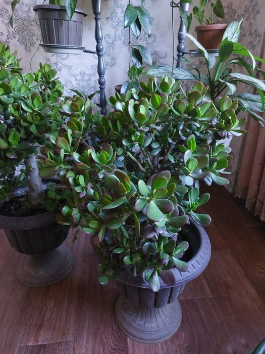 Гүл сатылады Талгар