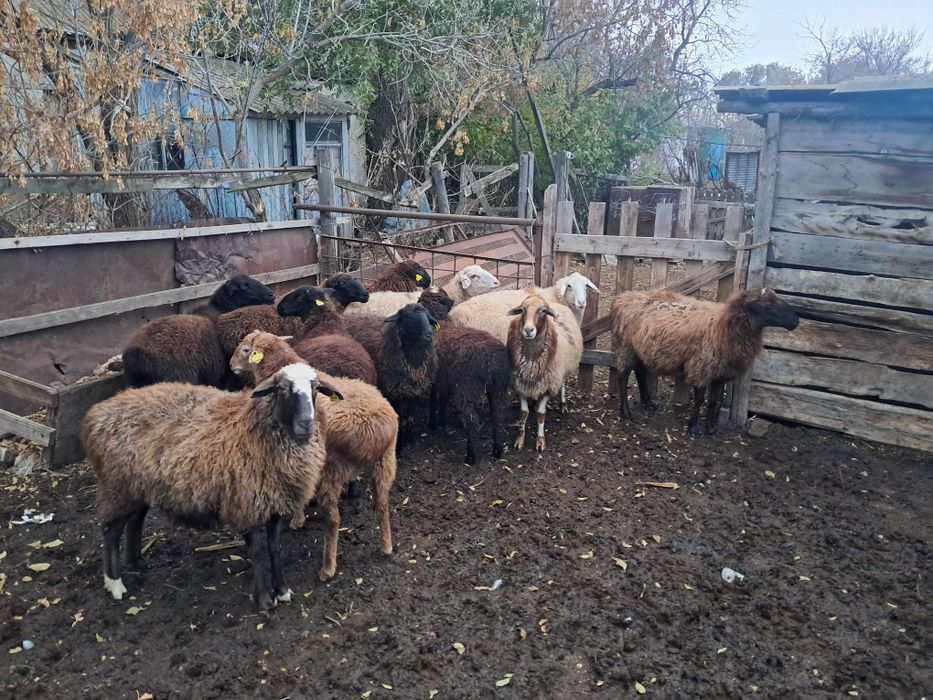 Продам 12 овец. 9 овцематок 3 токты