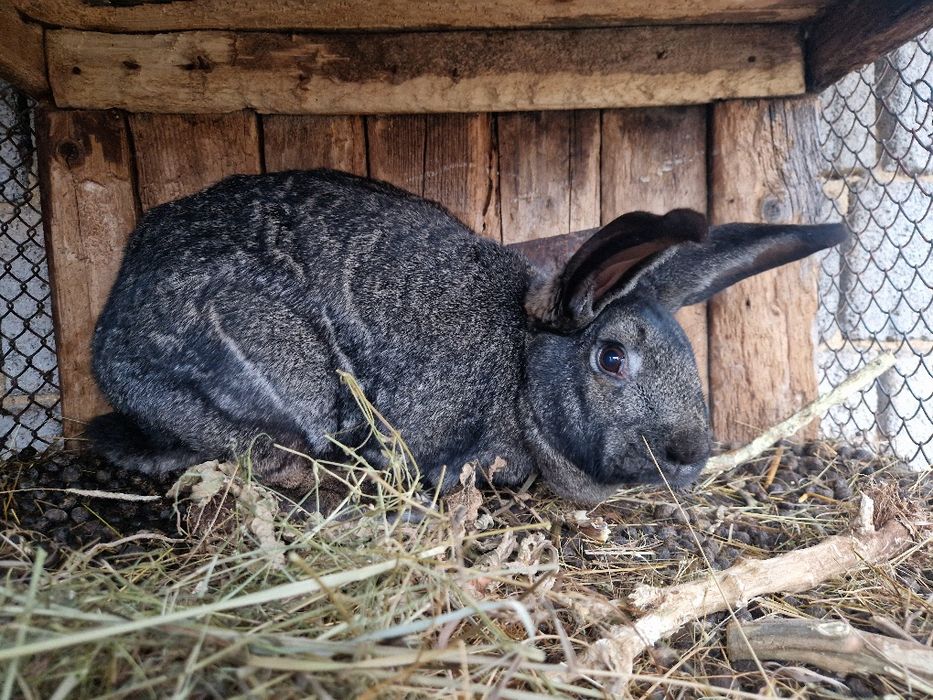 Iepuri Berbec German / Urias German