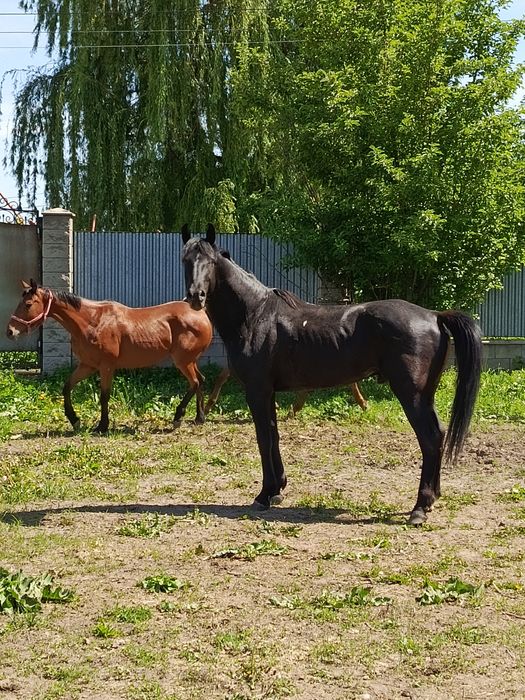 Темур жуманиязов