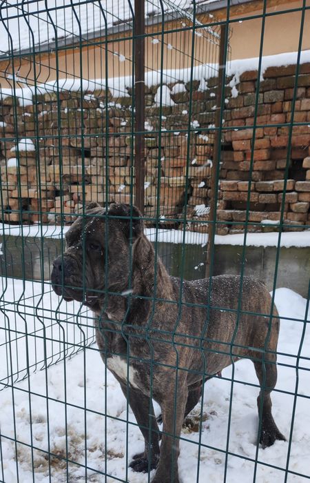 Женско кутре Кане корсо