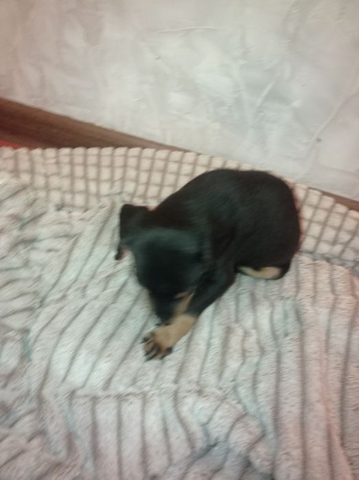 Продаётся щенок таксы