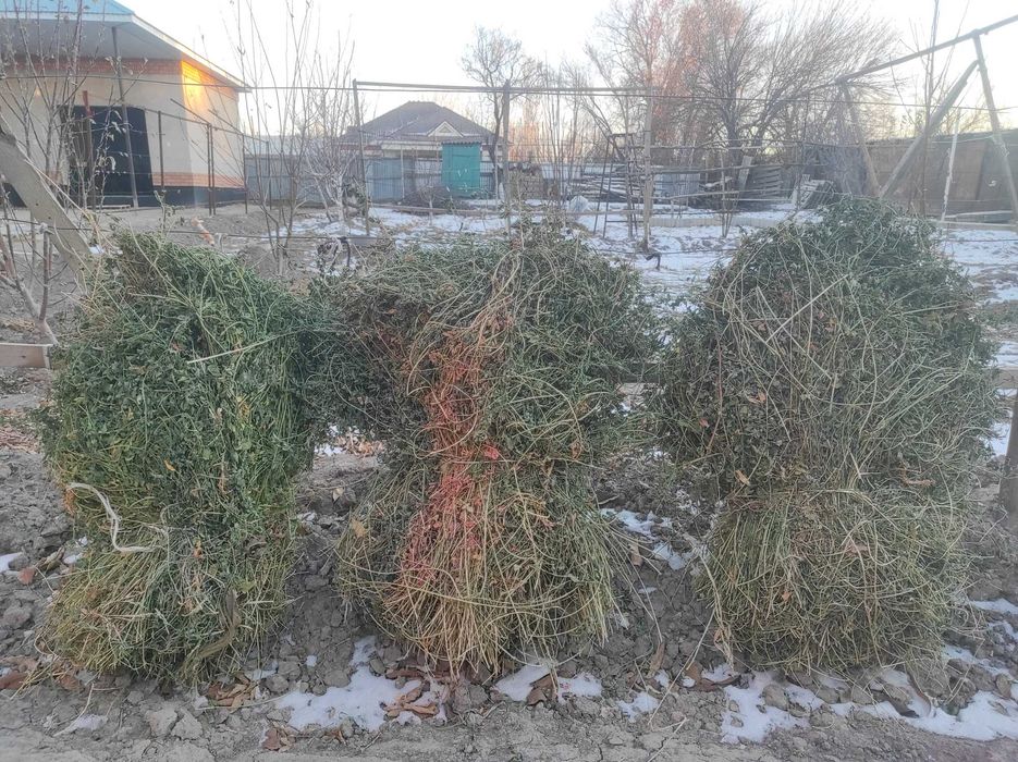 Бауланған жоңышка сатылады, продам люцерну
