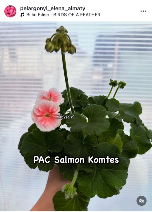 Пеларгония цветущие кустики