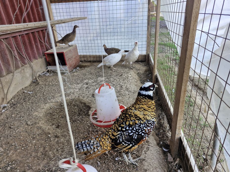 Фазан золотой серебро