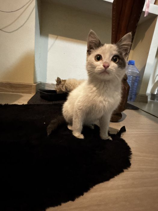 Котята бесплатно