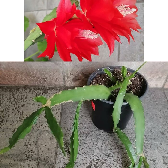 Цветя за продажба