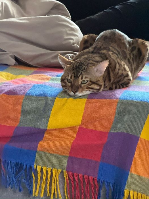 Ищем симпатичную бенгалочку