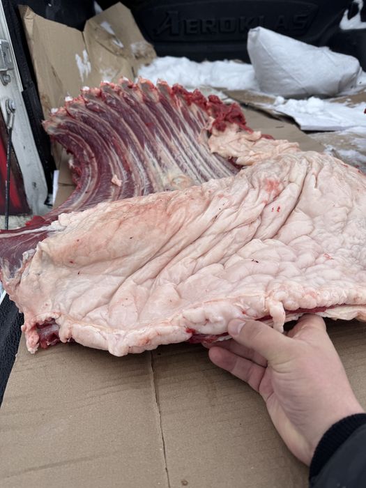 Конина молодая тай