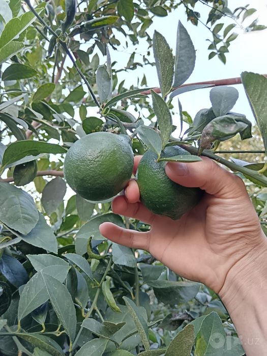 Ko'k Limon mevasi