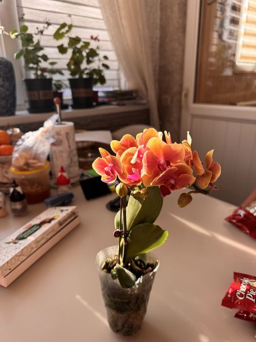 Орхидея 12 сортов цветущие