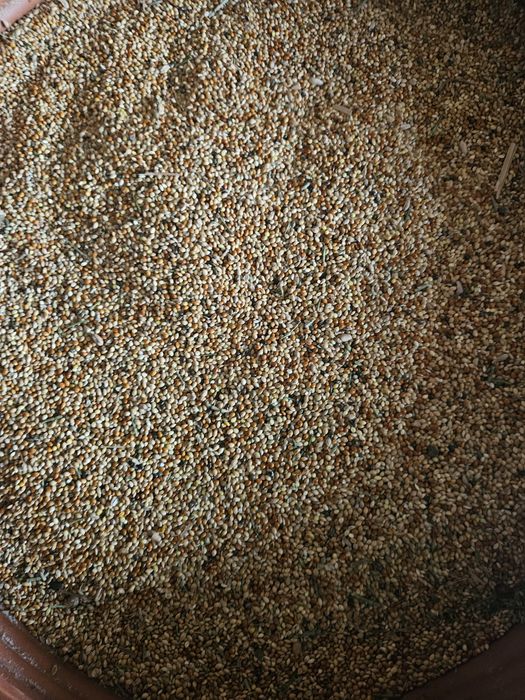 Mei mancare papagali