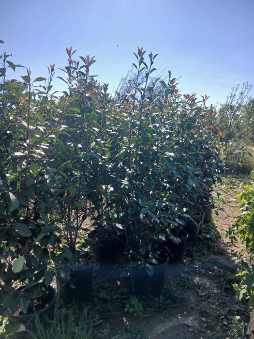 Photinia gard viu ofertă