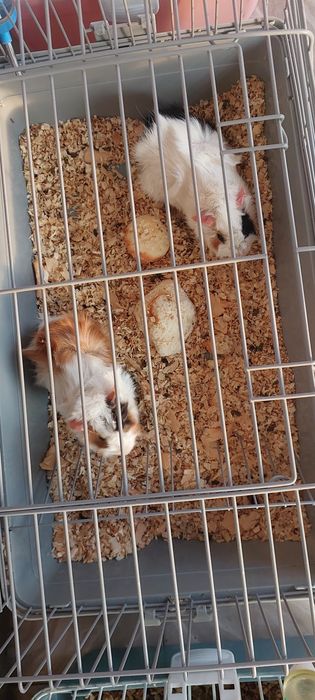 Морские Свинки 3 пары