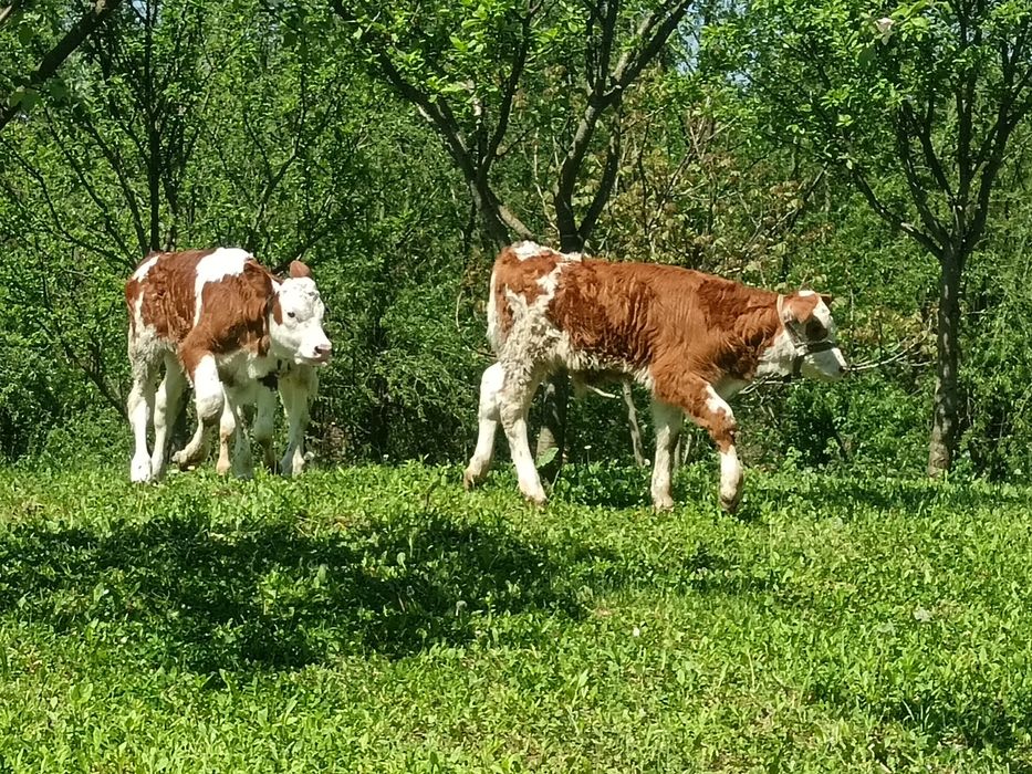 3 Taurasi !!!!i 4  vițele bălțate de pus la vaca