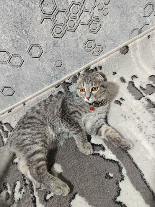 Скотиш фолд британский парода