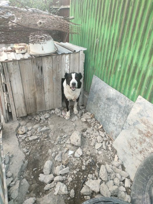 Азиат старажевой