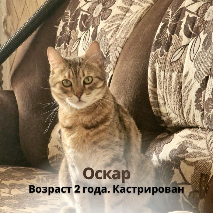Отдам котов и кошек