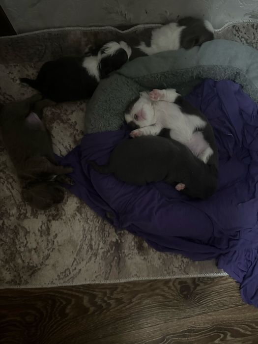 Щеночки чихухуашечки