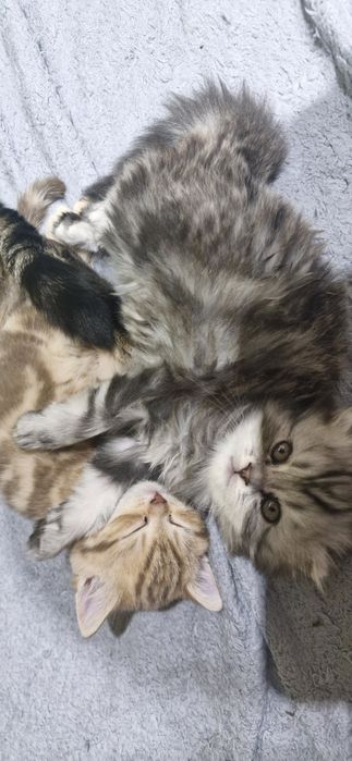 Шотландский котенок