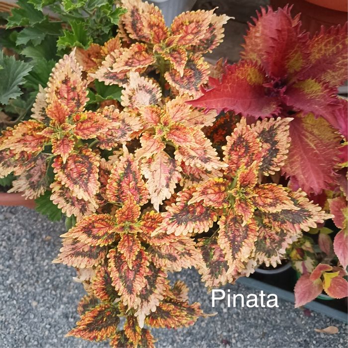 Колеусы сортовые вегетативные