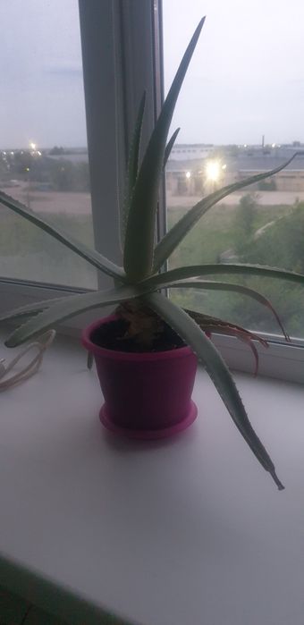 Комнатное растение