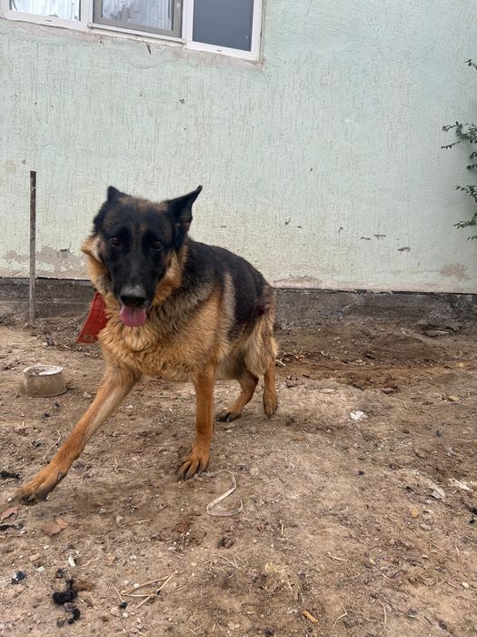 Немецкий овчарка