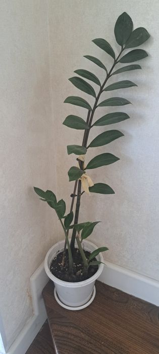 Продается долларовое дерево, замиакулькас