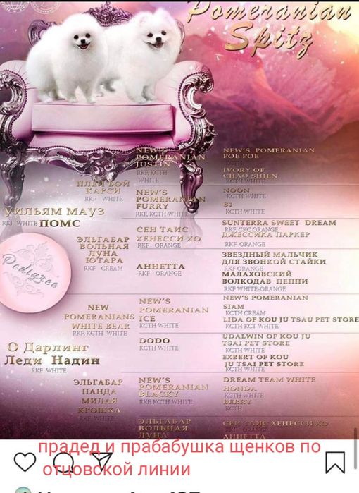 Кукольный мальчик померанского шпица