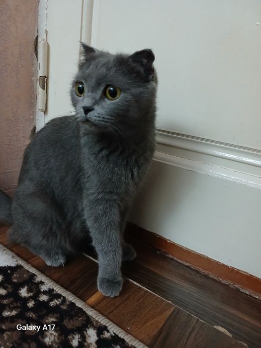 британской короткошерстной  Кошка продаётся