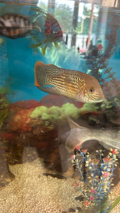 Продам бирюзовую акару