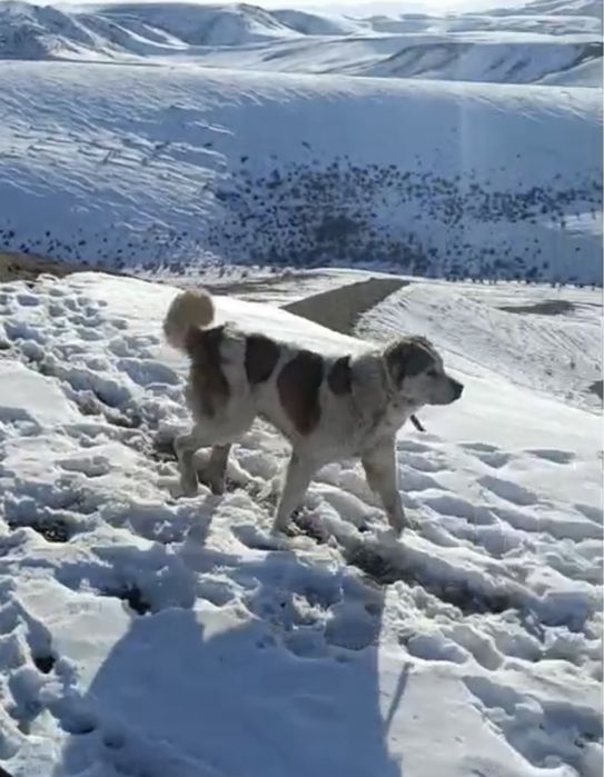 Алабай сао алабай