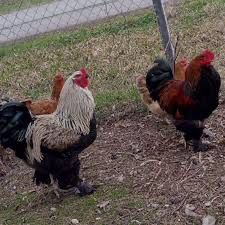 Продам кур и пятухов