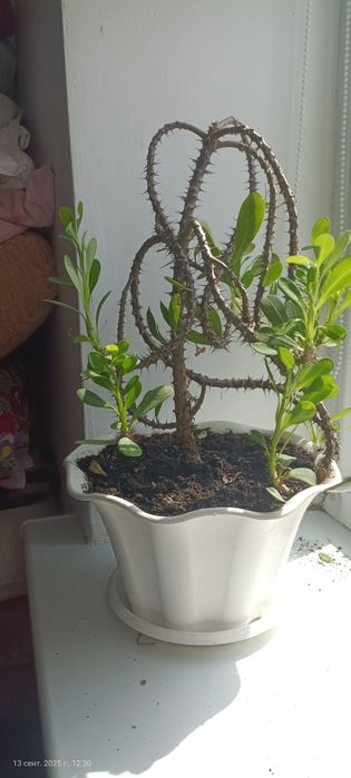 Цветы комнатные продаю