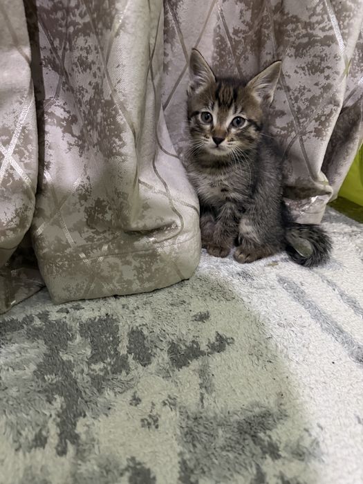 Котята мальчики отдам в добрые руки