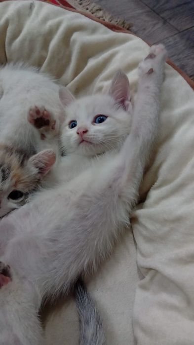 Ищем добрую семью для малышей