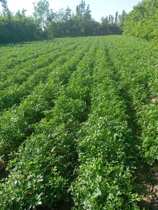 Бука МФЙ катта қалғансир кочаси 54 уй